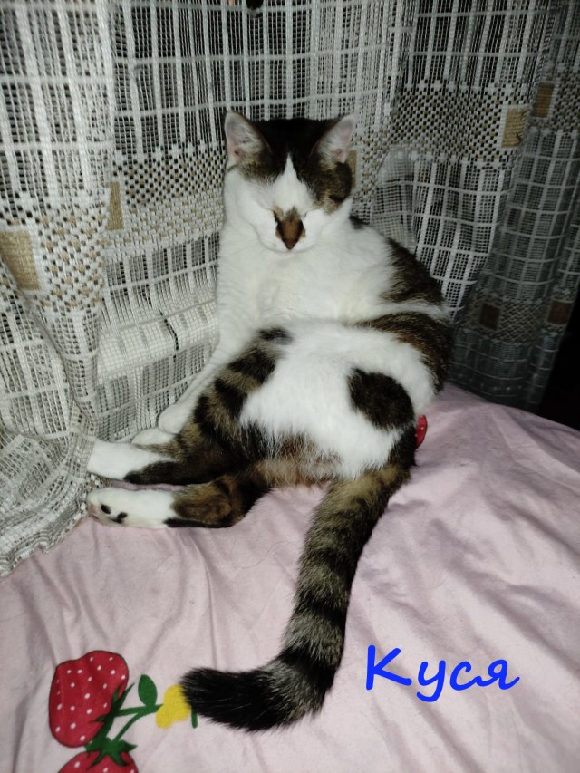 Жизнь домашнего приюта "Котоленд" 368