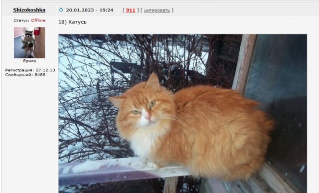 Жизнь домашнего приюта для котеек 430