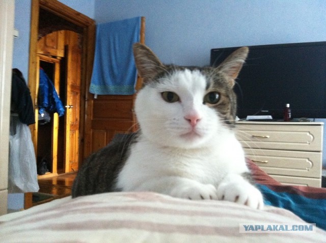 Котовторник 09.04.2013