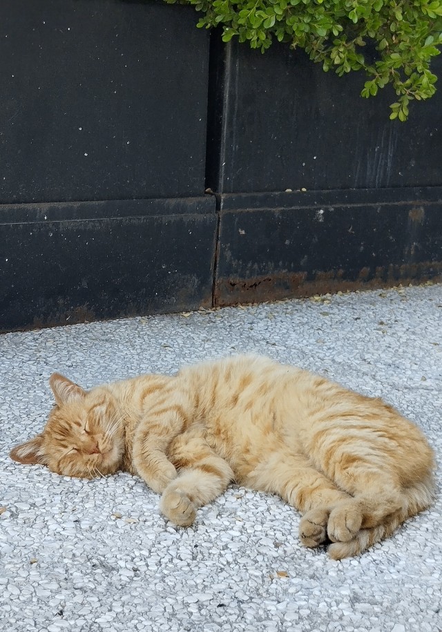 Коты пролетарии