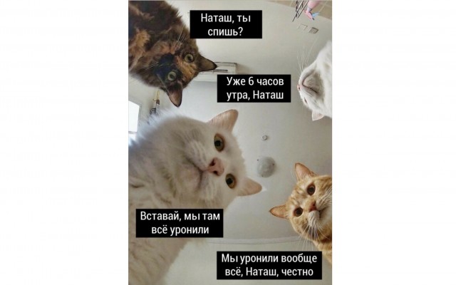 Почему на Кавказе запрещено общаться зятю со своей тёщей, а тёще приходить в дом к молодым?