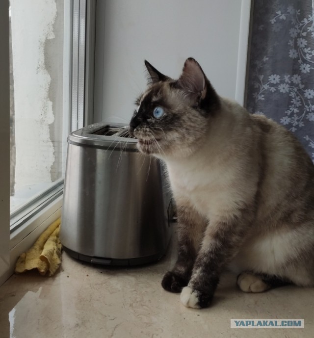 Жизнь домашнего приюта для котеек 475
