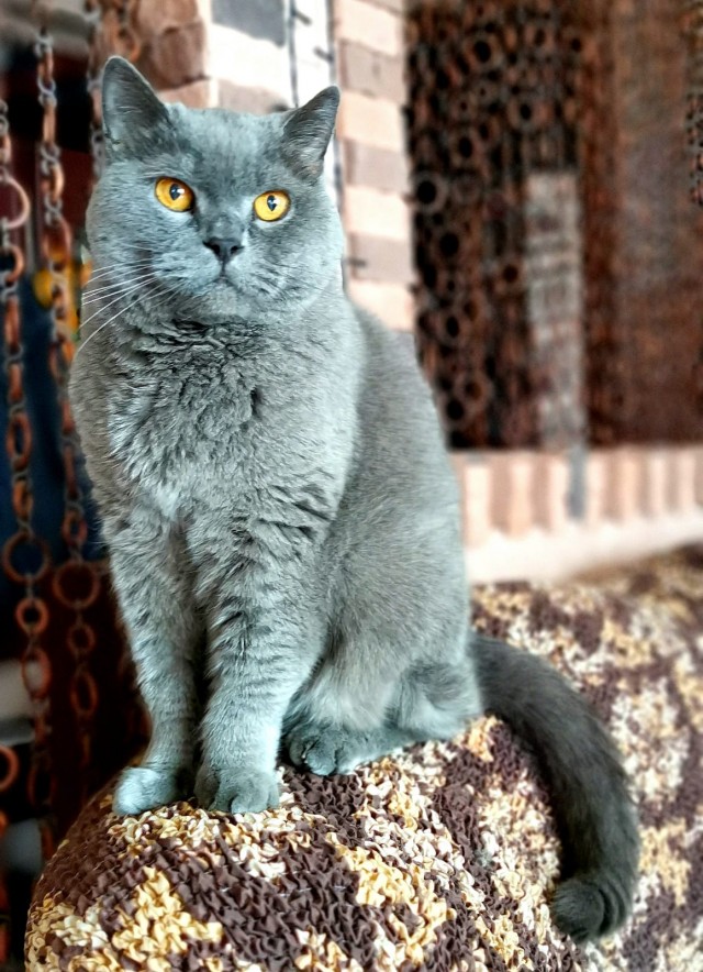 С котовторником ЯПовцы