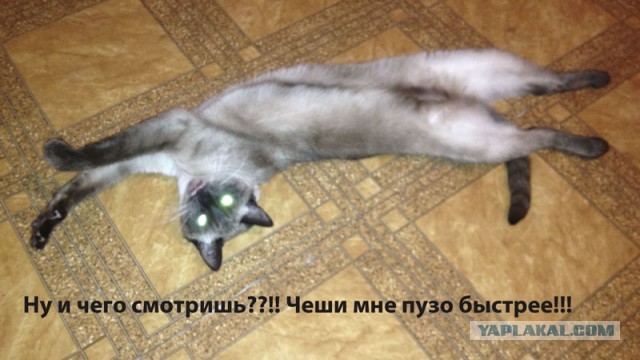 Котовторник  07.05.2013