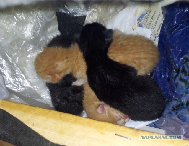 Котовторник  07.05.2013
