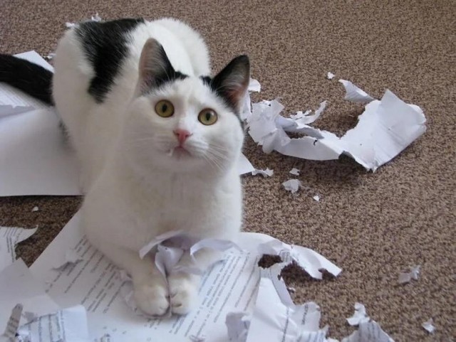 Котовторник в картинках
