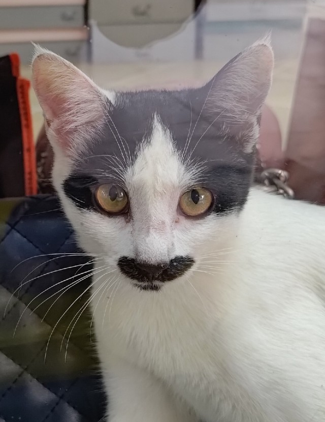С Котовторником!