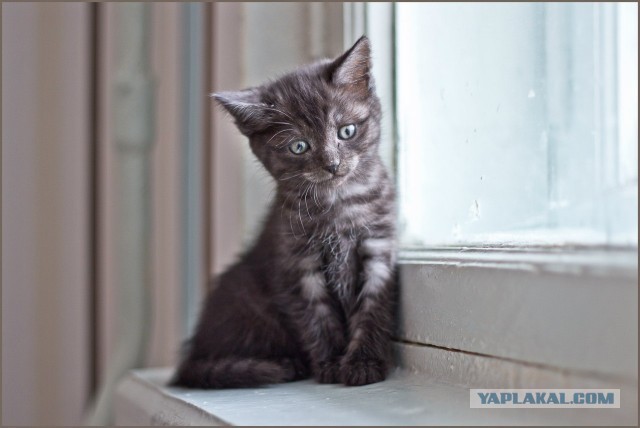 Котовторник 04.06.2013