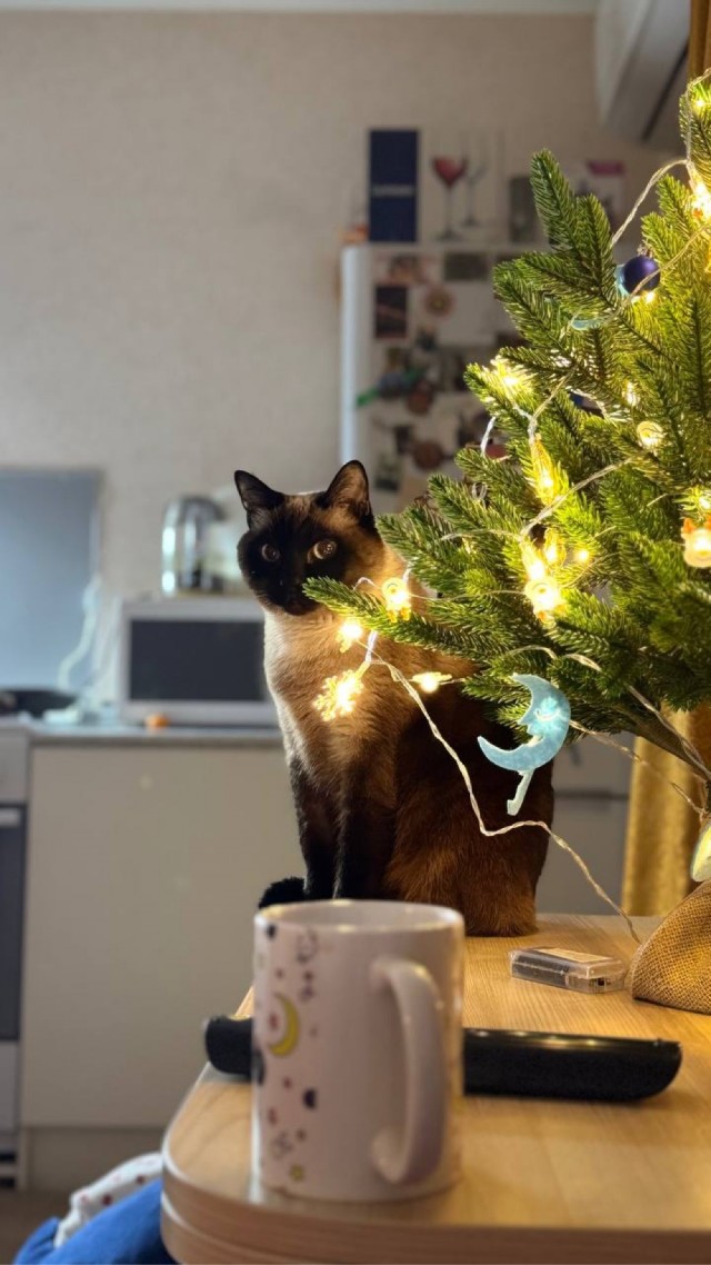 Первый Новый год кошечки