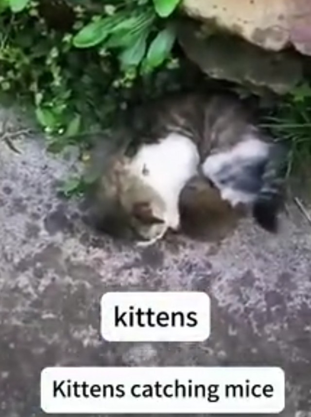 Хищники