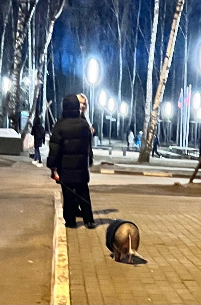 В этот прекрасный апрельский зимний день житель столицы решил выгулять своего КАБАНА