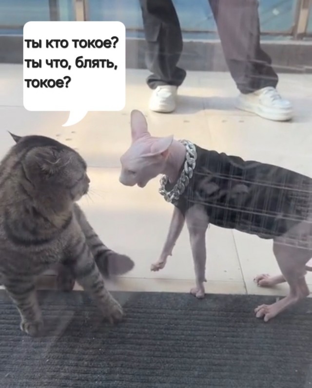 Я здесь босс! Повторять не буду.