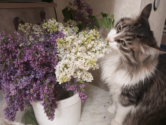 Это что, котовторник?