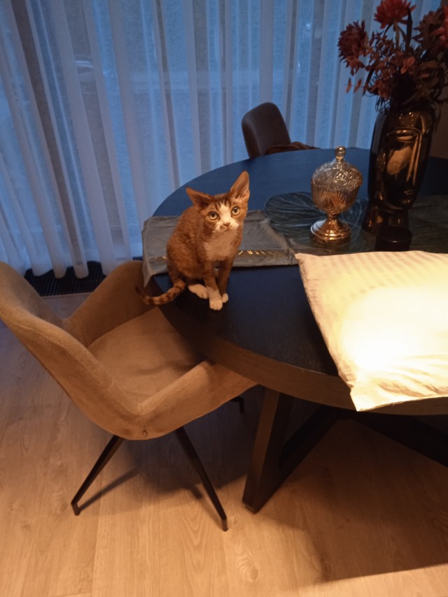 Котовторник