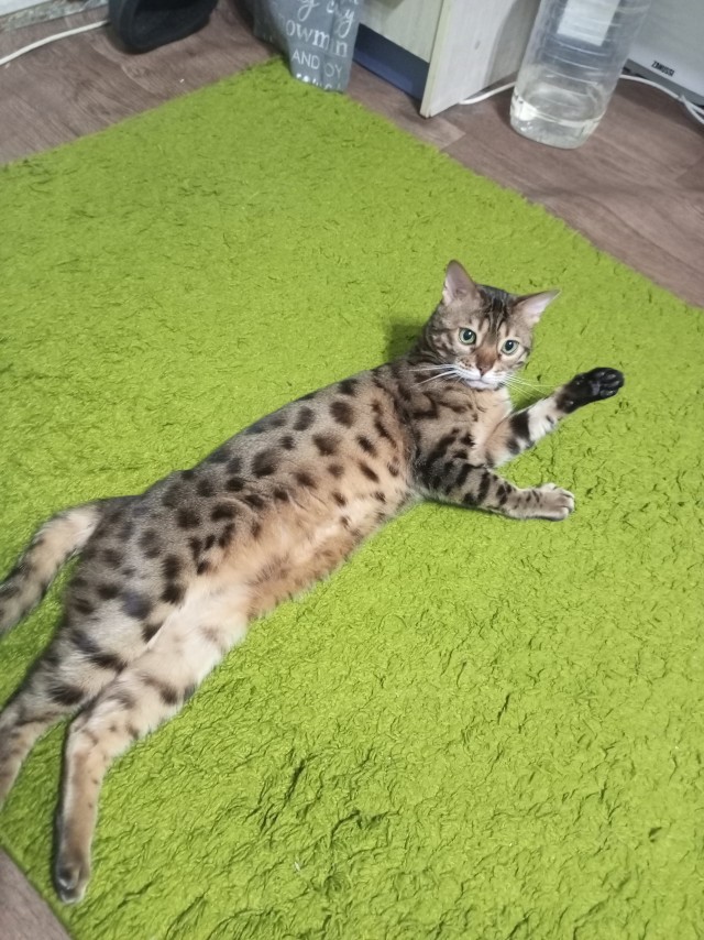 Реакция у коти прикольная