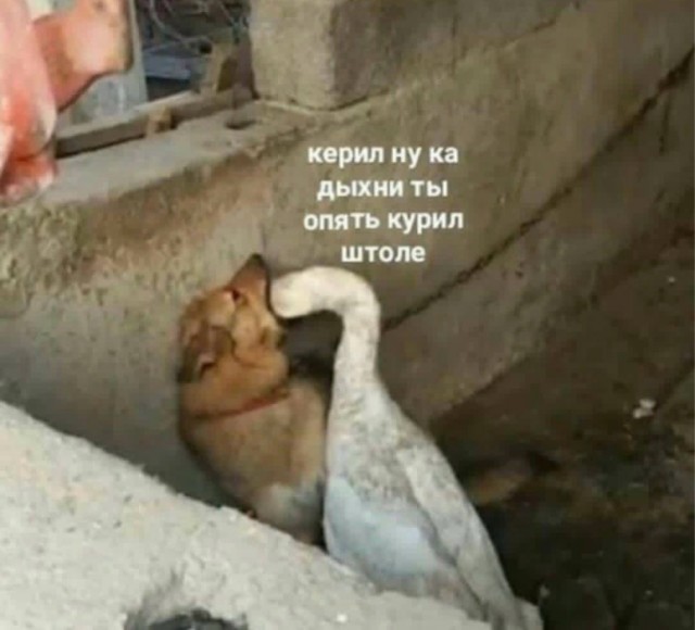 Гусиная тема
