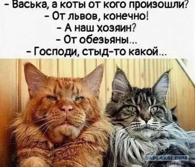 Россиянки с двумя-тремя кошками — это извращенки, заявили в Общественной палате России