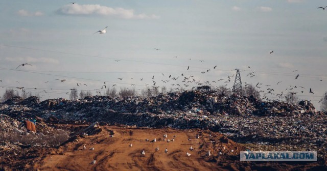 Как мегаполисы решают свои мусорные проблемы через соседние регионы