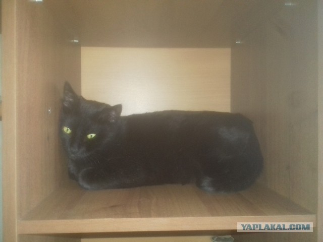 Котовторник