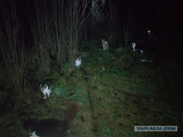 Жизнь домашнего приюта для котеек 565