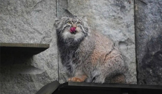 Манул Тимофей из Московского зоопарка будет получать меньше крыс и перепелов