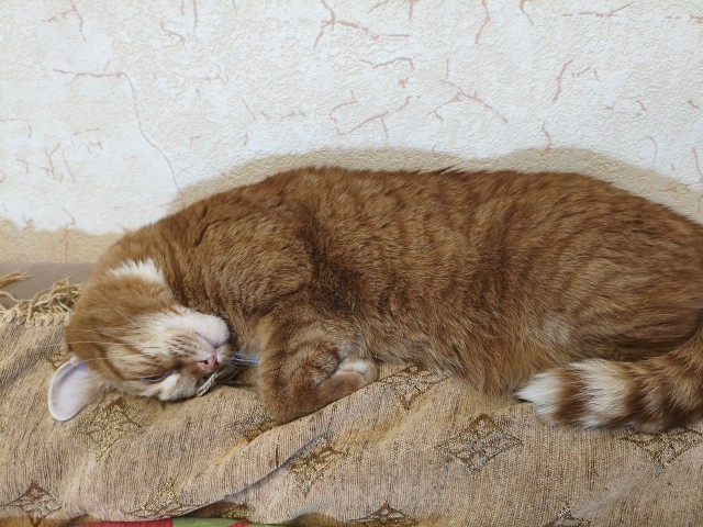 Нашелся таки хозяин (точнее хозяйка)