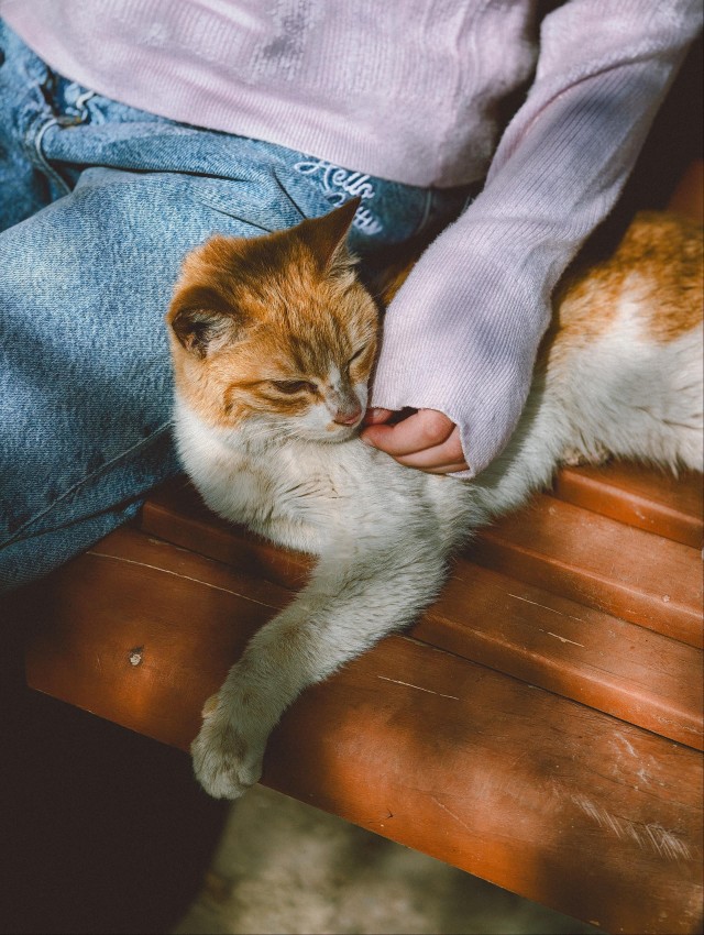 Большая красивая подборка фото уличных кошек