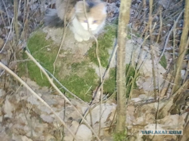 Жизнь домашнего приюта для котеек 575