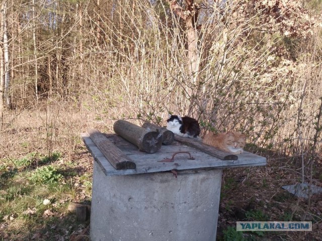 Жизнь домашнего приюта для котеек 576