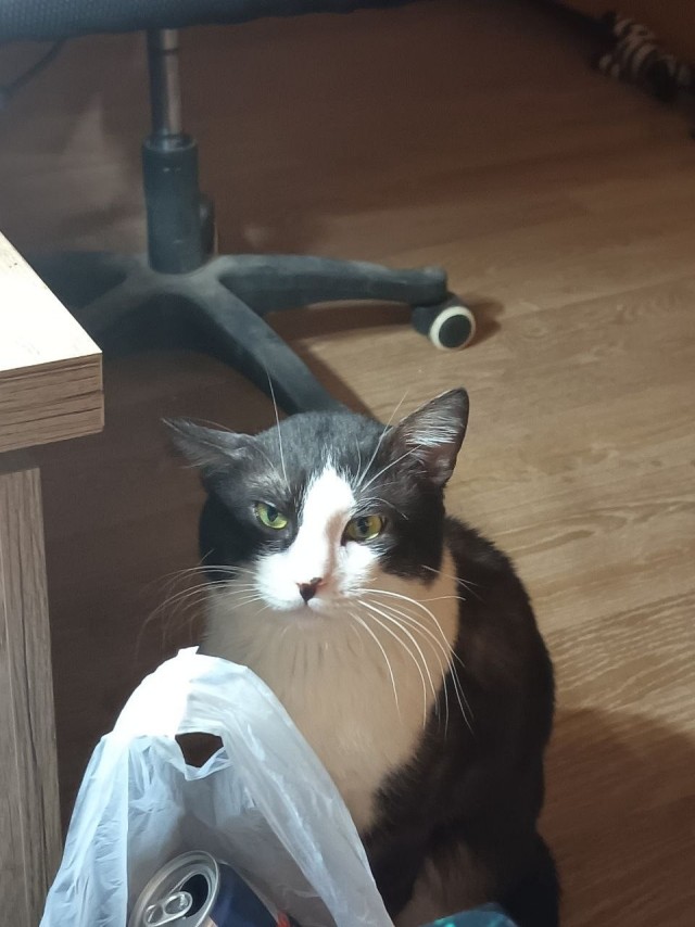 Наши коты