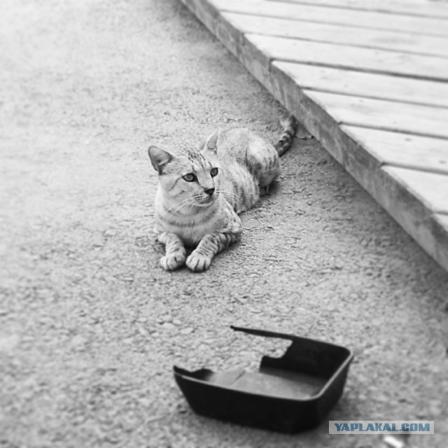 Котовторник 23.07.2013