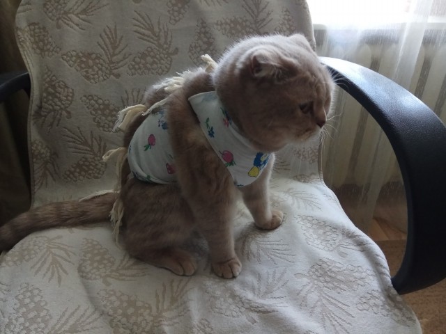 Принимайте в ряды вислоухих