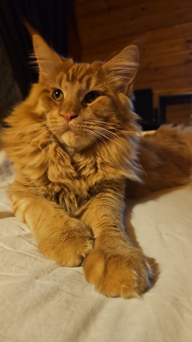 Братцы, мой кот.