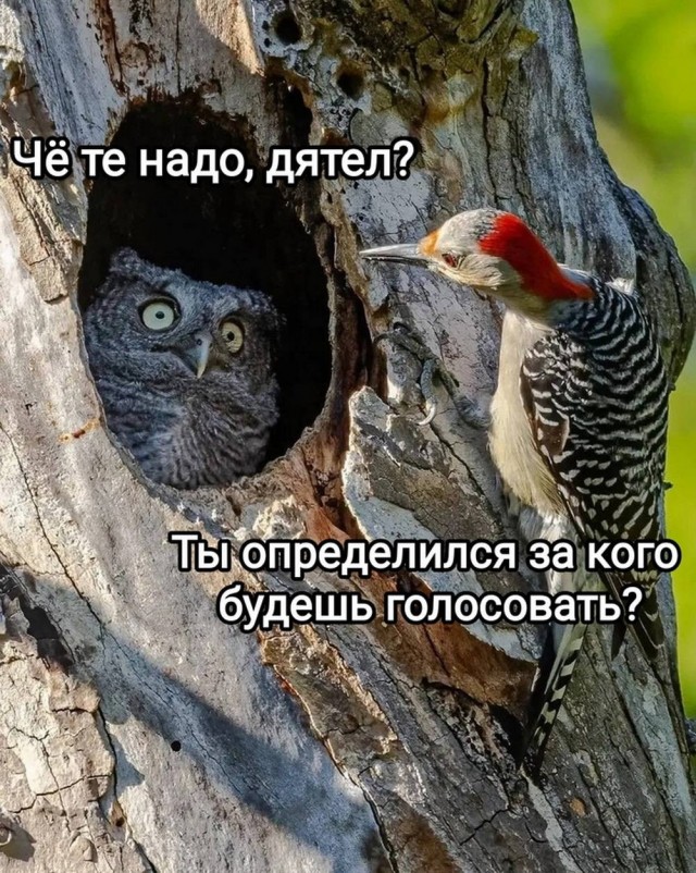 Веселые картинки в понедельник (18.05)