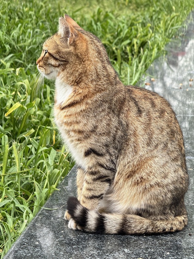 Уличные кошки Стамбула