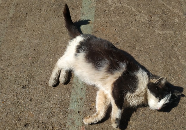 Котовторник. Цеховые