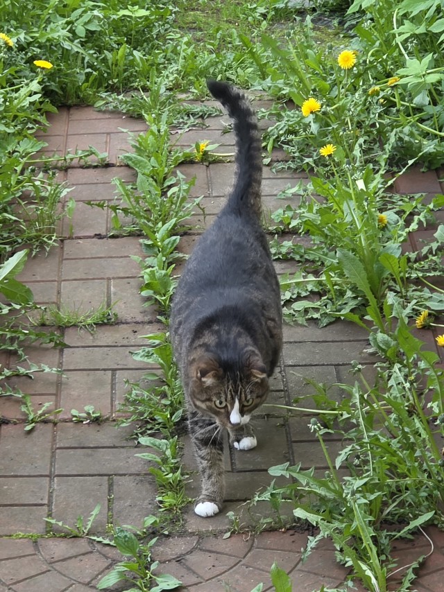 Ура, котовторник!