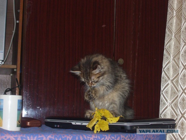 Котовторник  30.07.2013