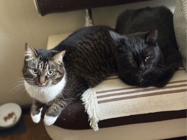 Мой котик
