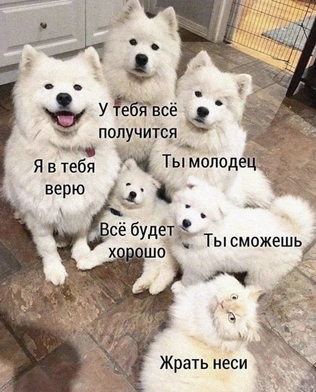 Картинки для деградации 251 (разной степени свежести)