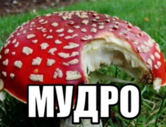 Картинки для деградации 291 (разной степени свежести)