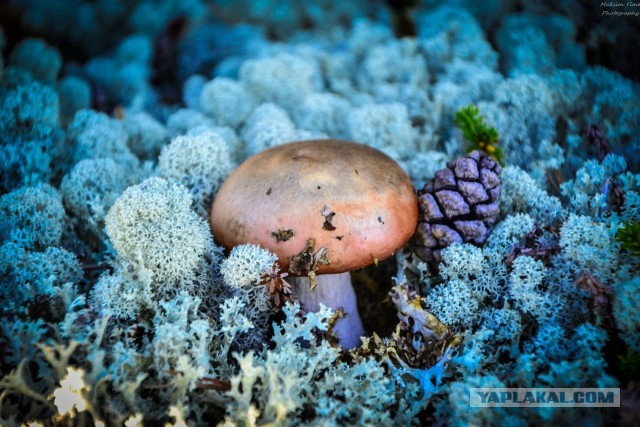 Выбрались за грибами.