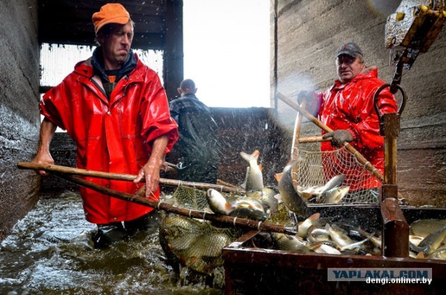 Ловцы грез: репортаж из белорусского рыбхоза