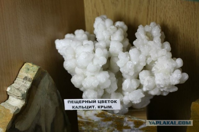 Музей шедевров природы