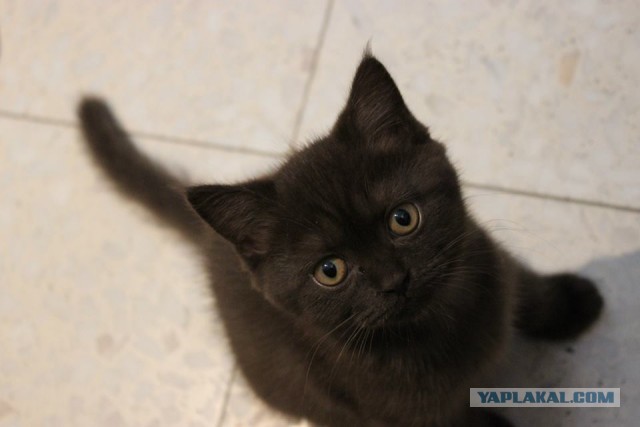 Котовторник 17.09.2013