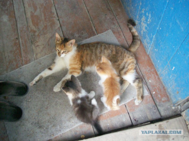 Котовторник 6.05.2014