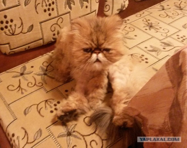 Котовторник 20.05.2014
