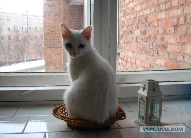 Котовторник 05.08.2014