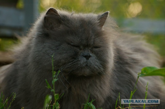 Котовторник 12.08.2014