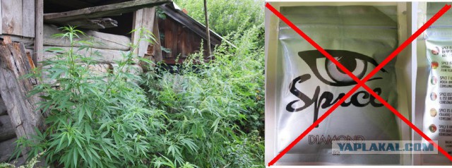 Чем мы бесим Америку и страдальцев по фуагра,